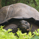 Imagen para el artículo titulado Encuentran una tortuga gigante que se creía extinta, y ahora están buscándole pareja desesperadamente